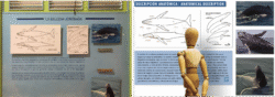 Antes (izquierda) y después (derecha) de panel de características anatómicas de la ballena jorobada (Megaptera novaeangliae).