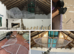 Arriba izquierda: Cola existente de la ballena, fuera de escala y deformada. Arriba derecha: Construcción de la nueva cola a escala natural. Abajo izquierda: Preparando el reemplazo. Abajo derecha: Nueva cola montada.