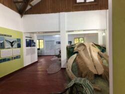 Vista parcial de los paneles montados. En el piso: las nuevas aleta y cola de la ballena.