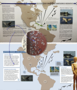 Antes (arriba) y después (abajo) de panel que muestra las rutas migratorias de la ballena jorobada, desde Groenlandia hasta las cálidas aguas de la península de Samaná. Al centro, letras que hubo que despegar en todos los paneles.