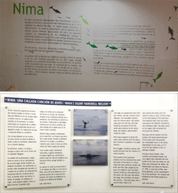 Arriba: Panel que cuenta la historia (ficción) de la ballena cuyo esqueleto se exhibe en el museo. Abajo: Nuevo panel con las versiones español e inglés de la historia.